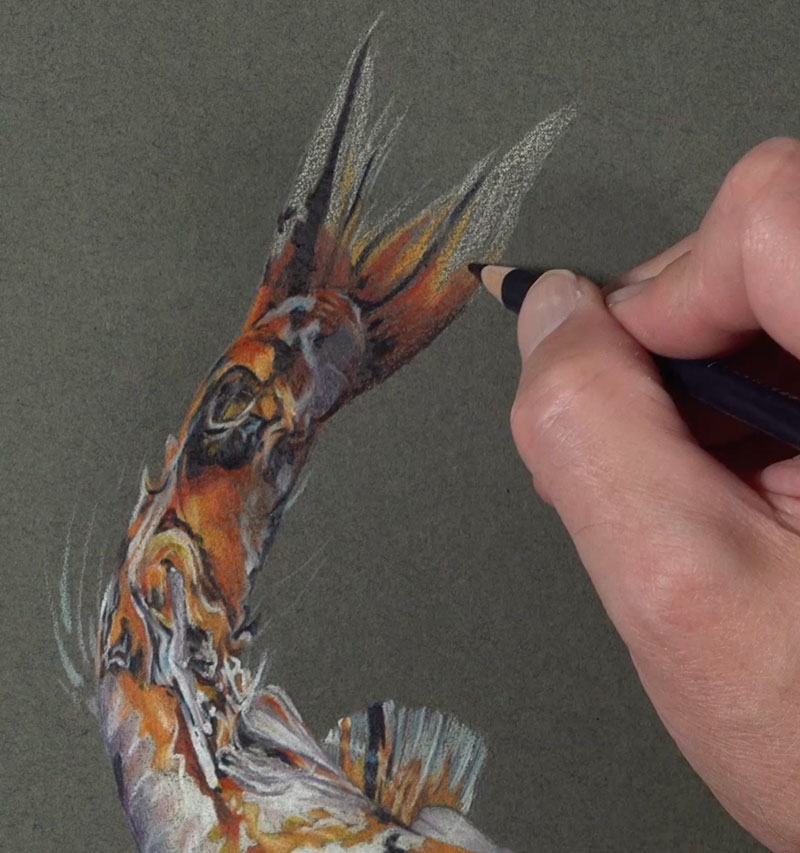 Drawing the tail of the Koi