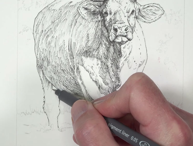 Drawing the body of the cow with ink