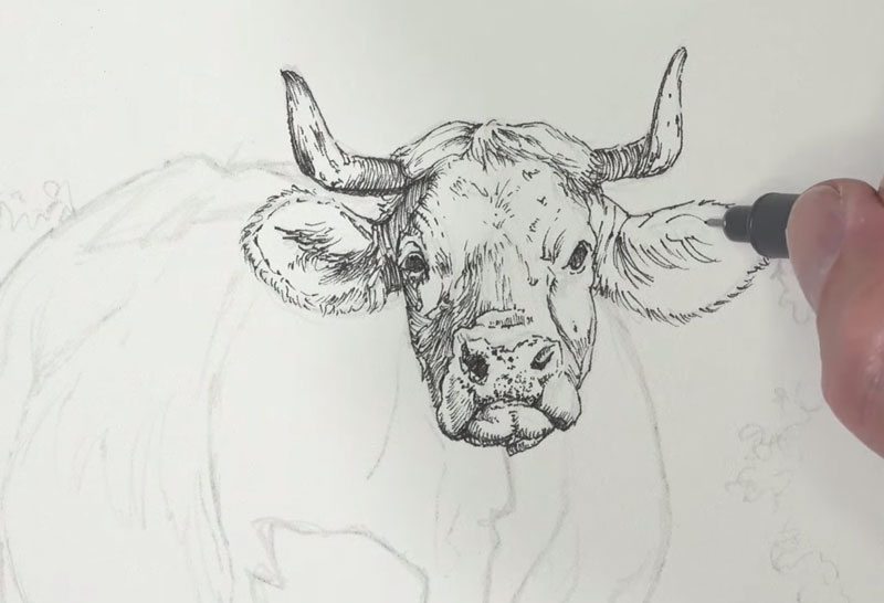 Drawing the head of the cow with ink