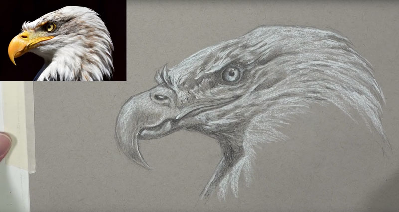 Eagle sketch on toned drawing paper