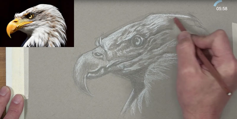 Eagle sketch - adding highlights