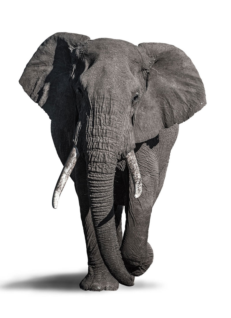 Photo reference for drawing an elephant with pencil