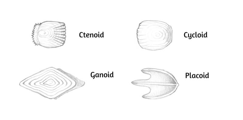 Additional drawings of fish scales