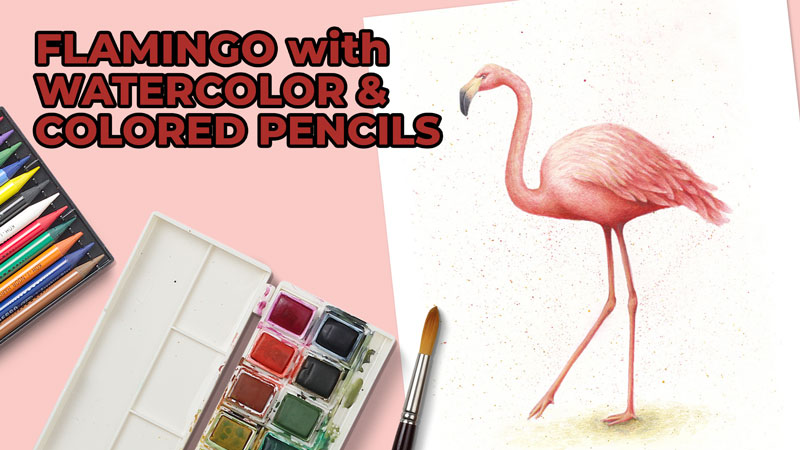 How to Draw a Flamingo with Watercolor and Colored Pencils