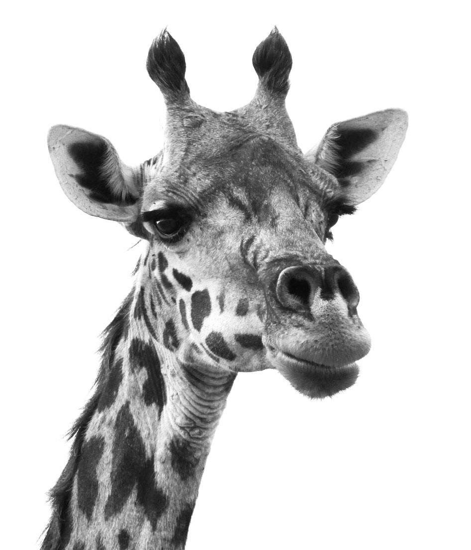 Giraffe Photo Reference