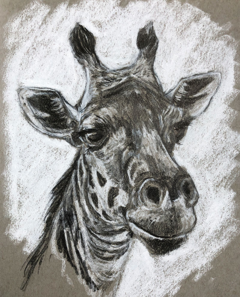 Sketch of a giraffe on toned paper