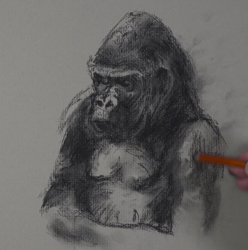 Gorilla Sketch - Step 3  - Adding lines with the charcoal pencil
