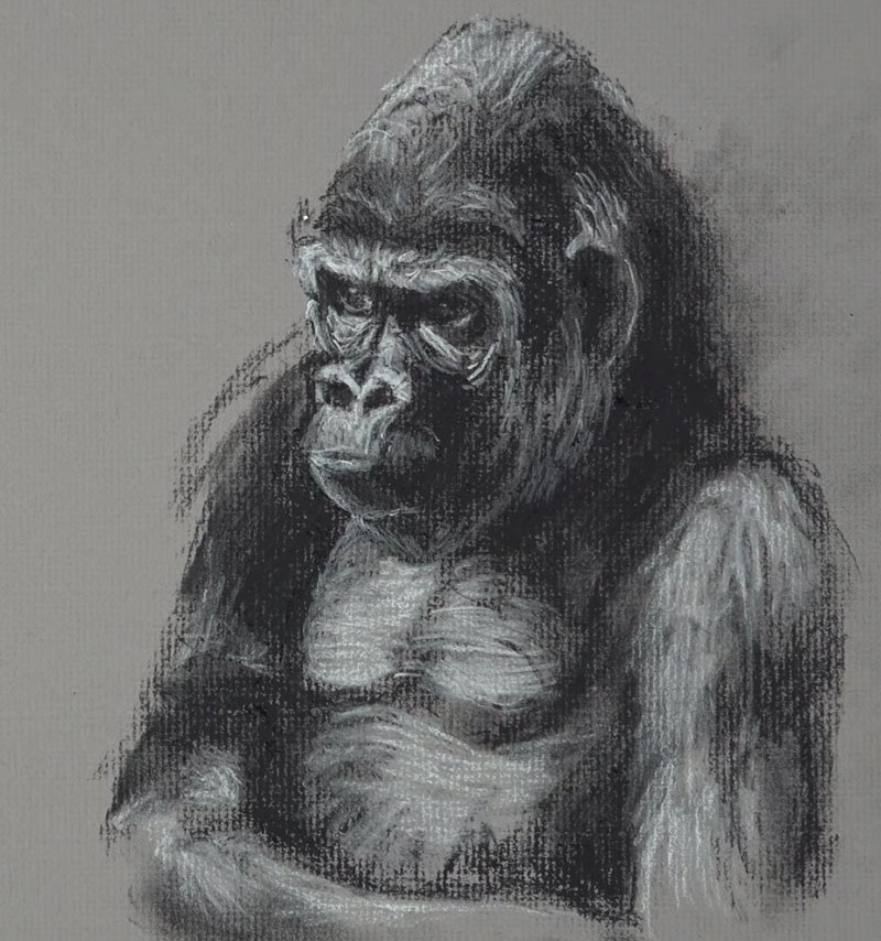Gorilla Sketch - Step 4 - Adding highlights
