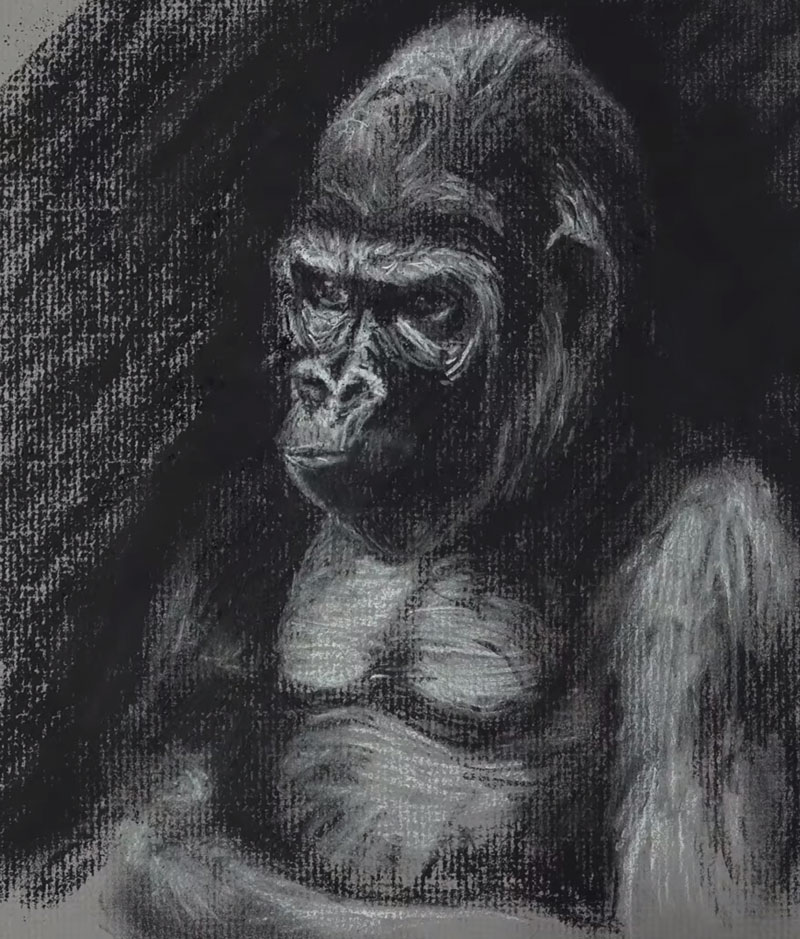 Gorilla Sketch - Step 5 - Adding the dark background