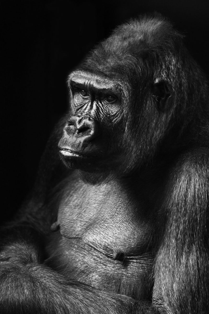 Gorilla Drawing - Photo Reference
