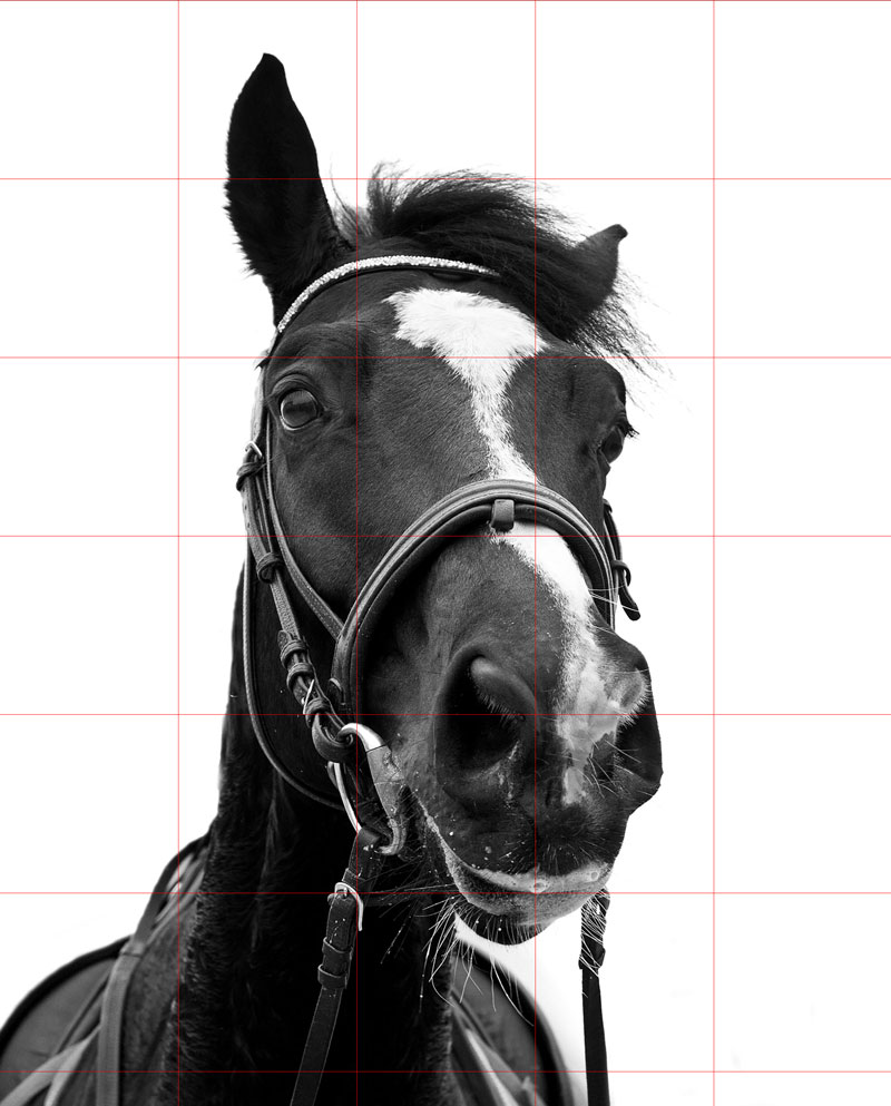 Horse reference photo with grid