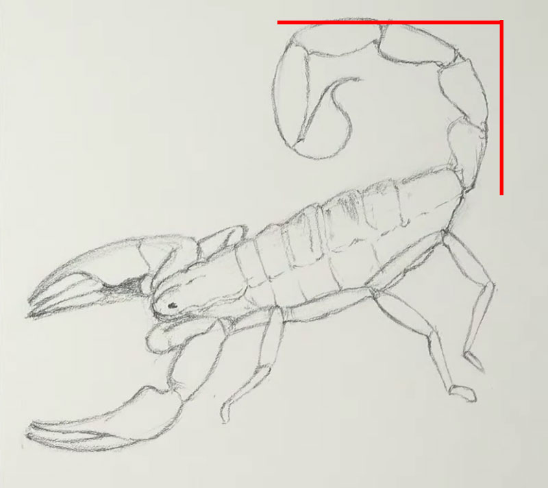 How tall and wide to draw the scorpion tail