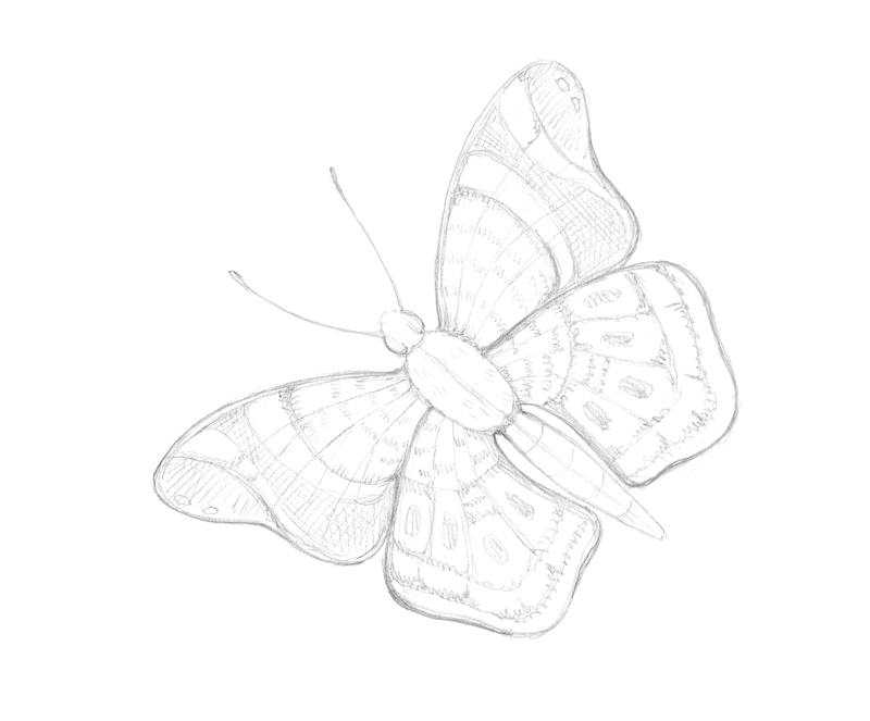 Drawing the pattern on butterfly wings