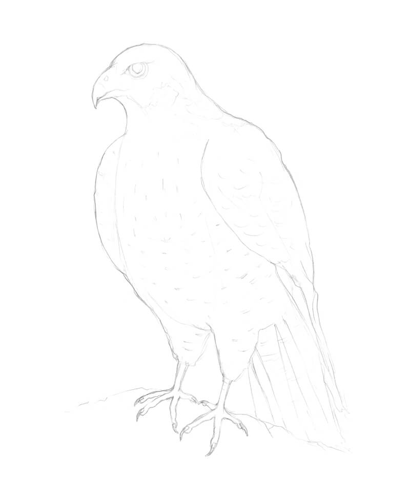 Refining the pencil drawing of a falcon
