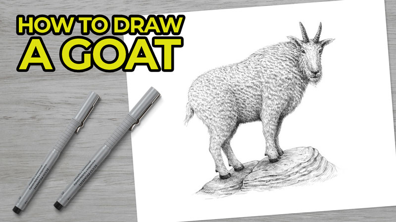 How to draw a Goat with pen and ink