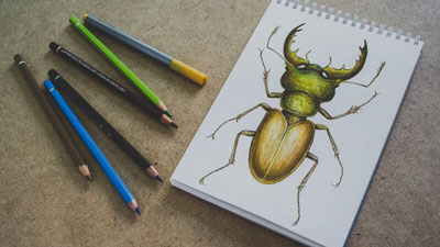 How to draw a stag beetle - Mixed Media Lesson