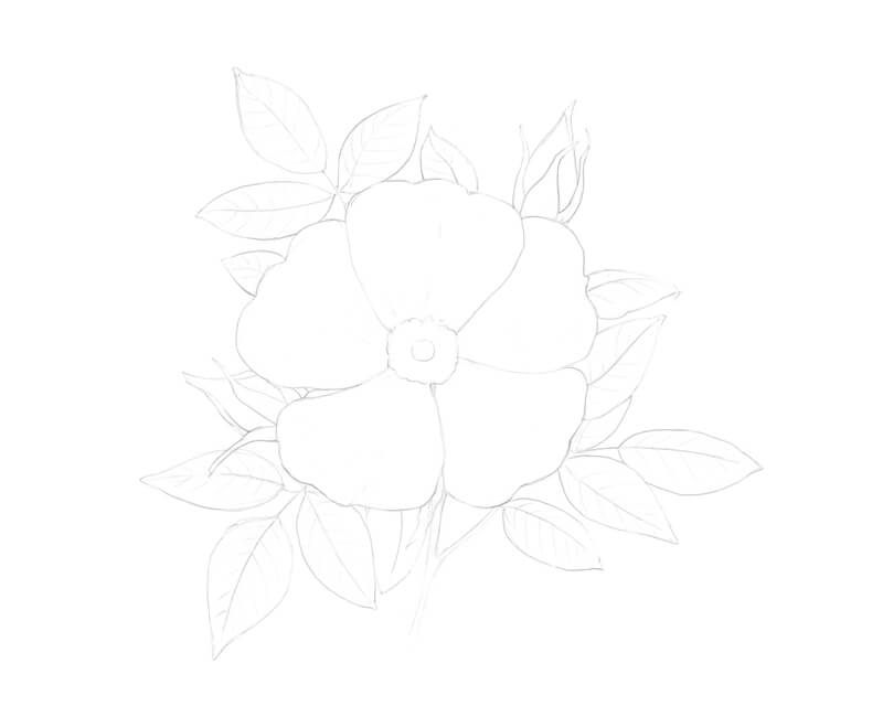 Contour line drawing of a wild rose
