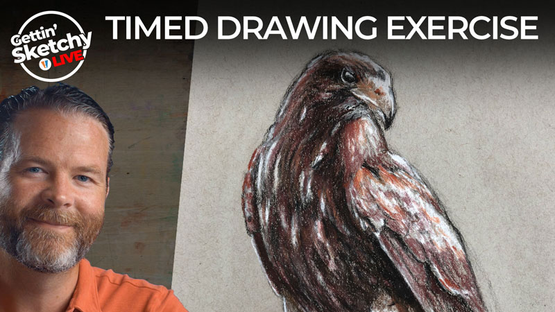 How to Draw a Hawk - Timed Drawing Exercise