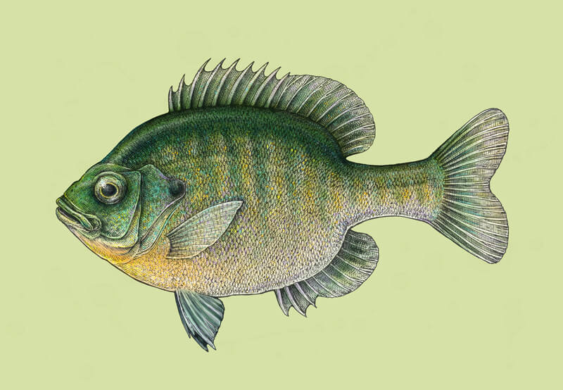Digital painting and pen and ink drawing of a fish