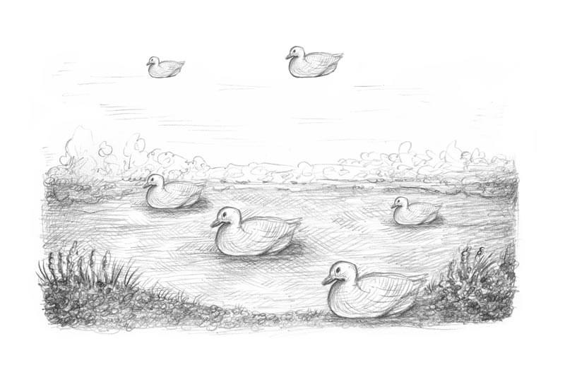 Ducks on a pond drawing