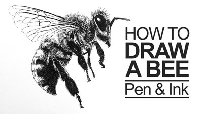 How to Draw a Bee with Pen and Ink