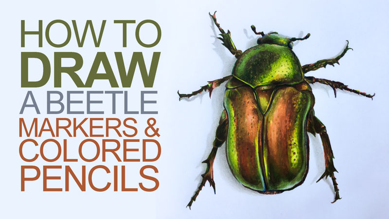 How to Draw a Beetle with Markers and Colored Pencils