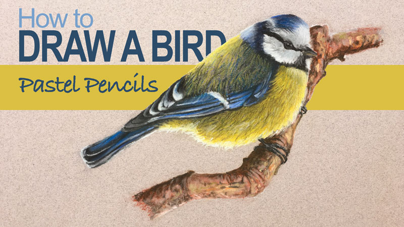How to Draw a Bird - Pastel Pencils
