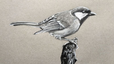 How to Draw a Bird - Graphite and White Charcoal