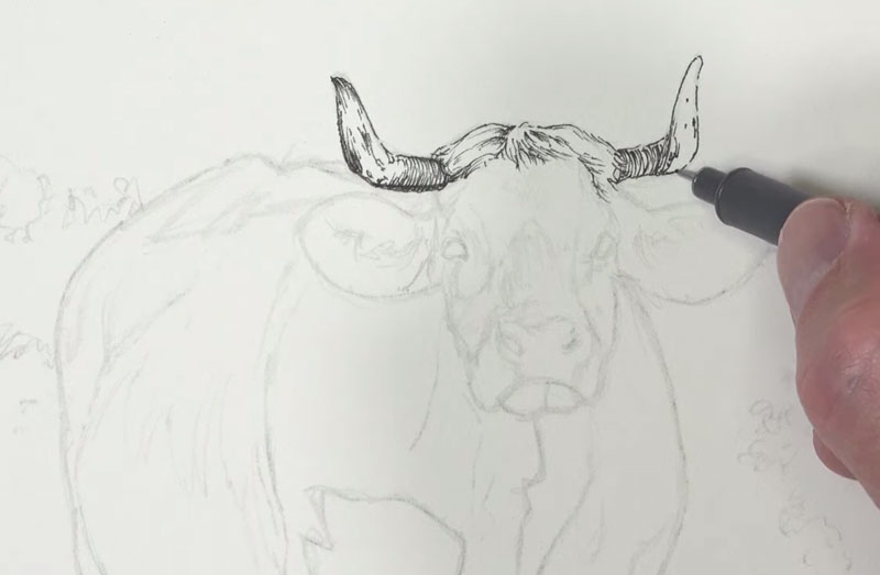 Pen and ink applications are made to the head of the cow
