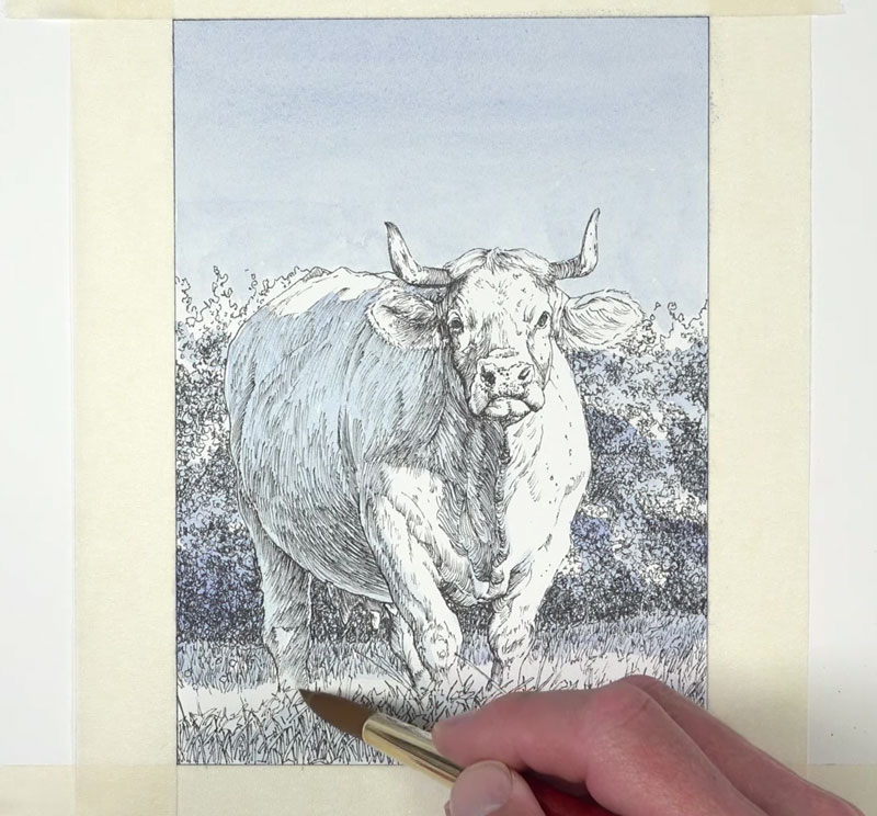 Applying watercolor to the background and the body of the cow