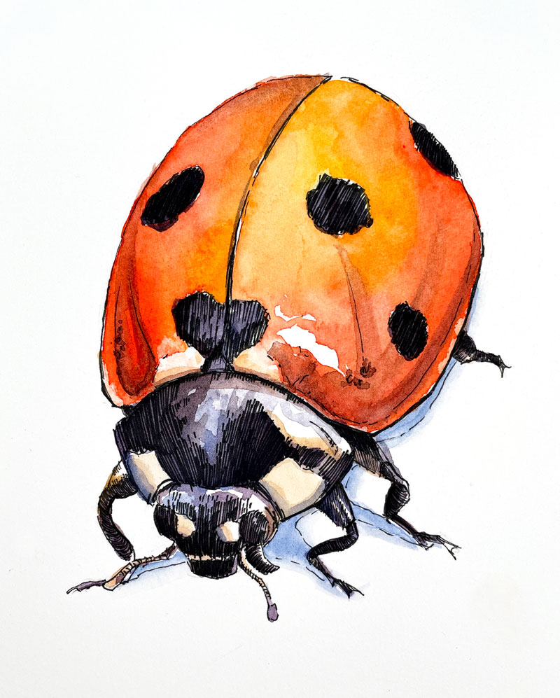Watercolor and pen and ink drawing of a ladybug