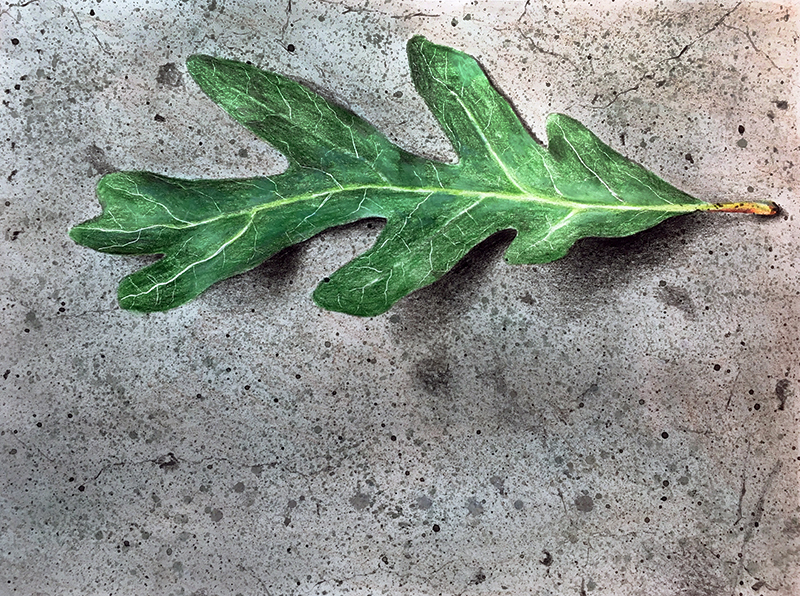Adjusting values on the leaf with colored pencils
