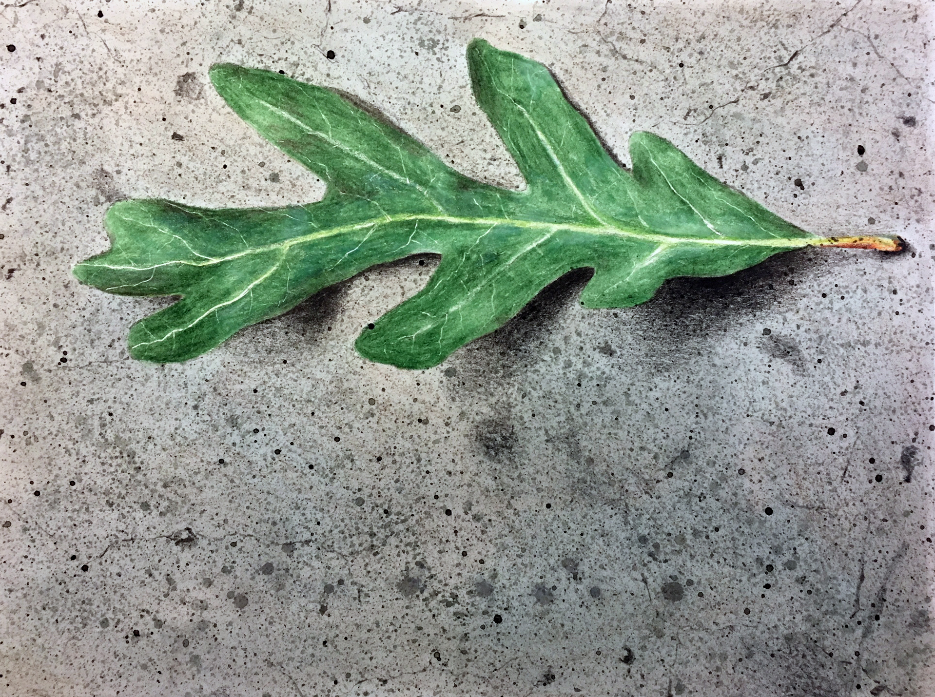 Using a colorless blender on the colored pencil applications on the leaf