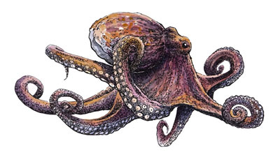 Octopus with Line and Wash
