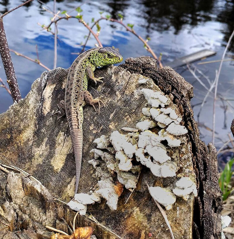 Lizard on a tree stump