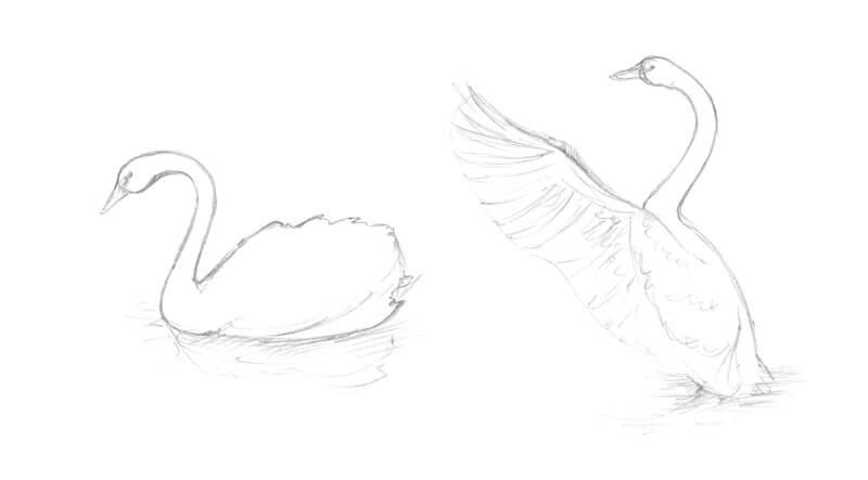 Practice sketches of a swan with graphite