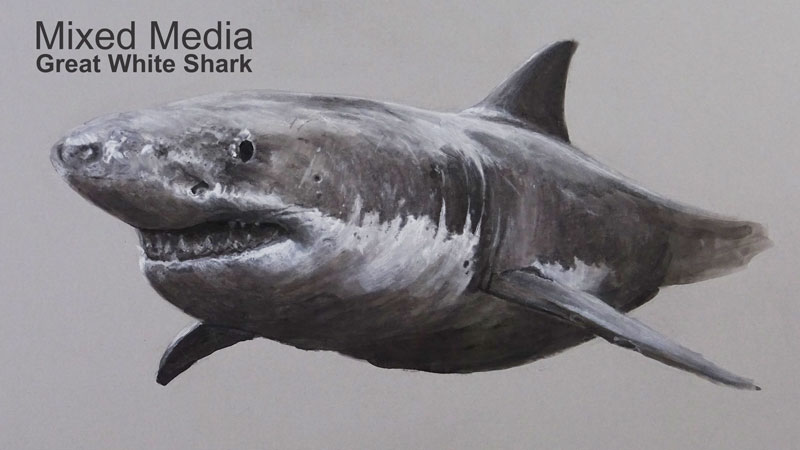 Mixed Media Drawing - Great White Shark