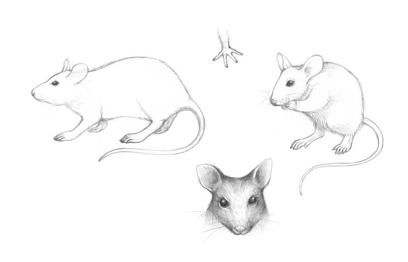 Sketches of mice