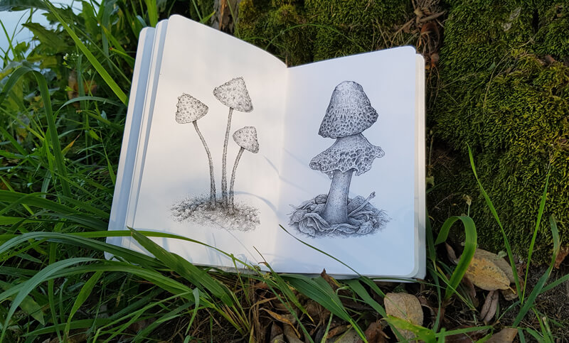 Mushroom drawings in a sketchbook