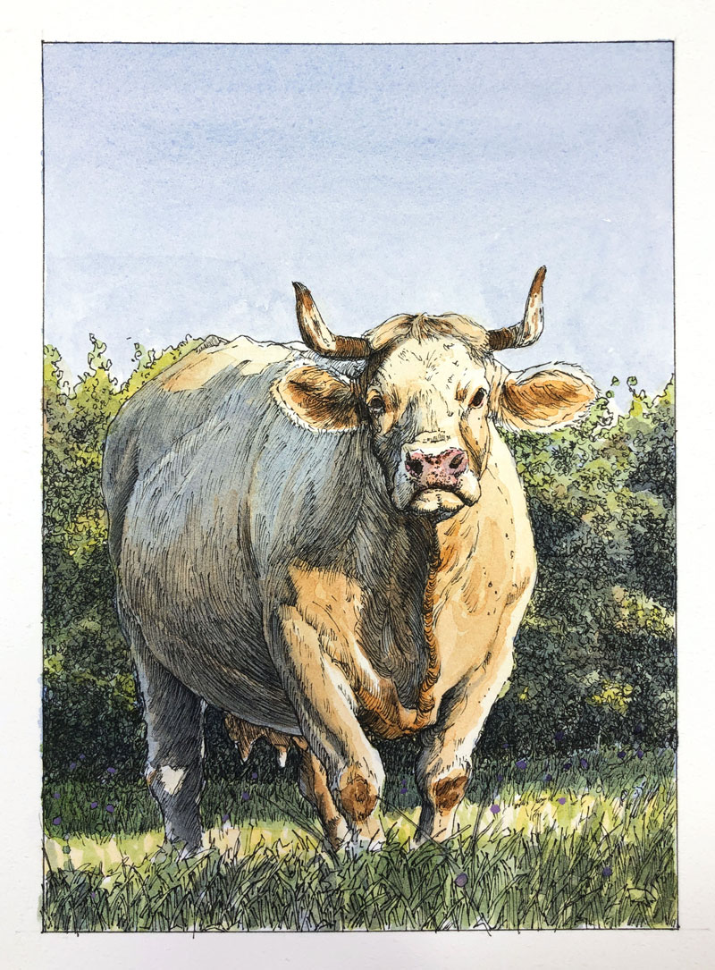 Pen and ink with watercolor drawing of a cow