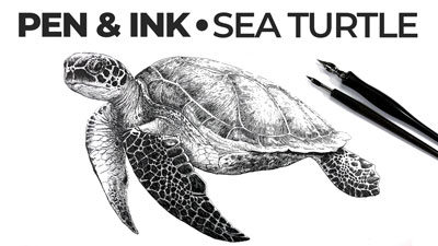 How to Draw a Sea Turtle with Pen and Ink