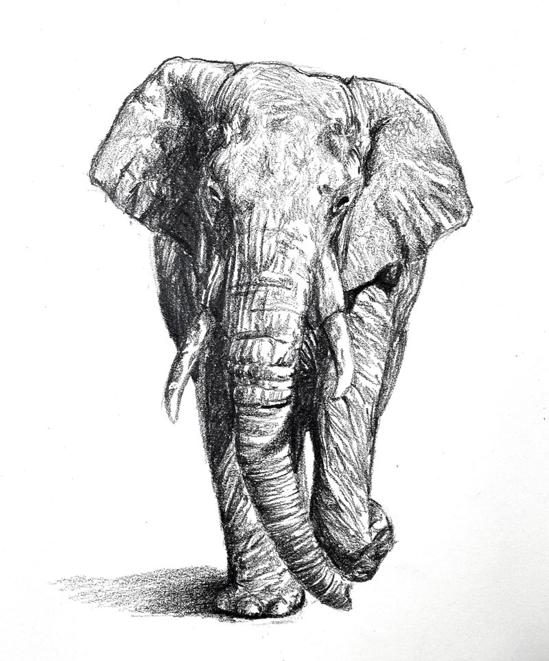 Pencil sketch of an elephant