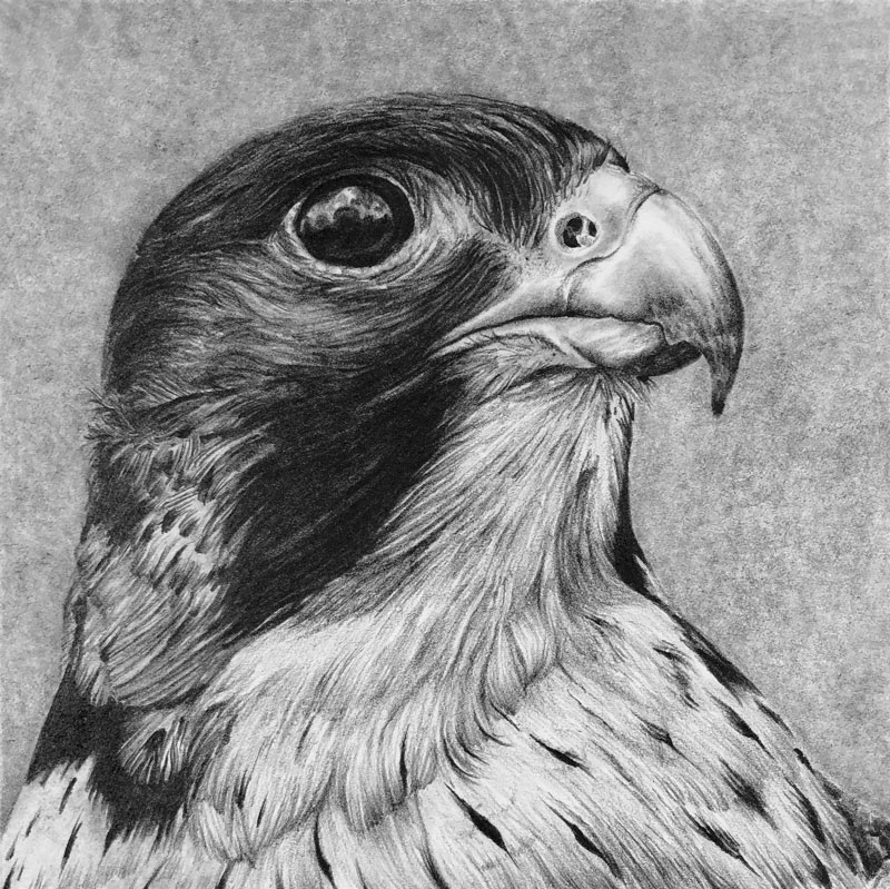 Drawing created with Blackwing Pencils