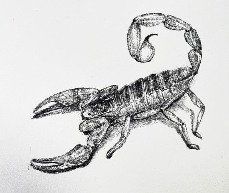 Scorpion drawing with pencil