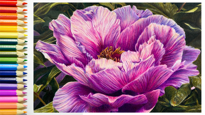 Recent Colored Pencil Lesson - Peony with Colored Pencils