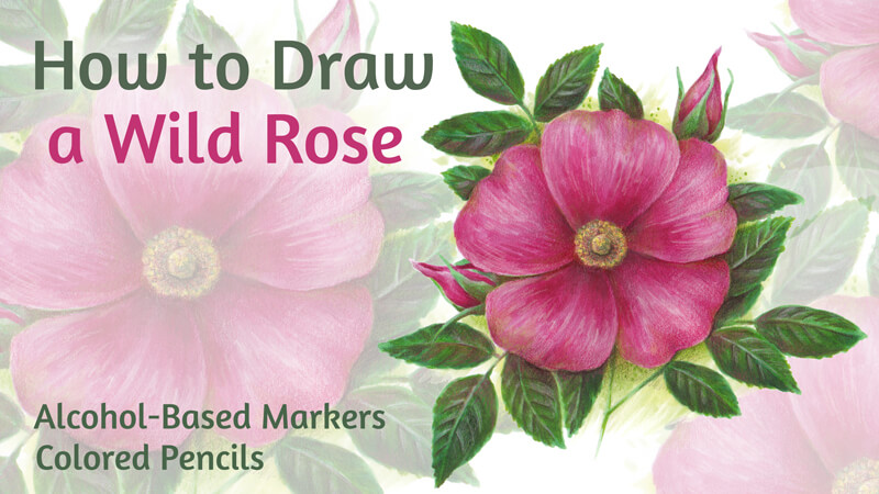 How to Draw a Wild Rose with Markers and Colored Pencils