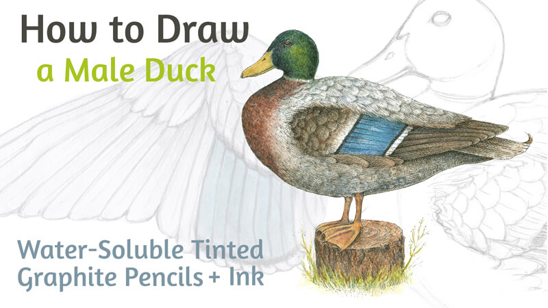 Draw a Duck with Ink and Water-Soluble Graphite Pencils
