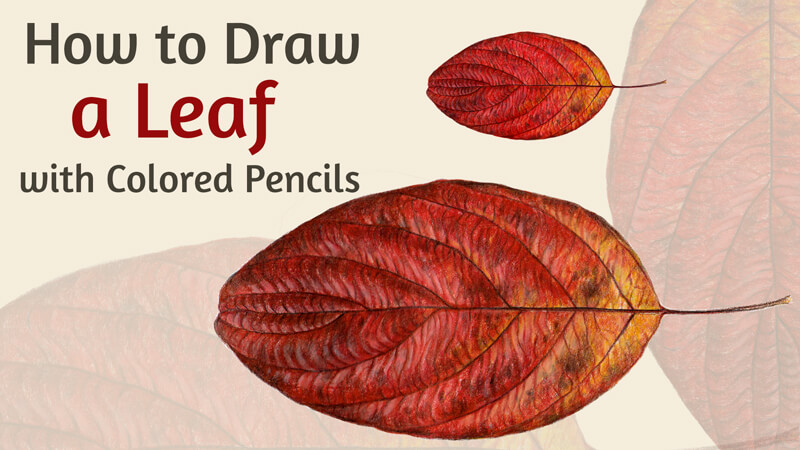 How to draw a red leaf with colored pencils