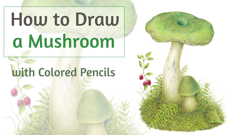 How to draw a mushroom with colored pencils - step by step