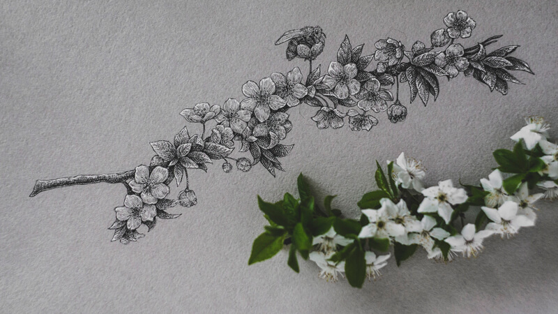 Drawing flowers with Ink on Toned Paper